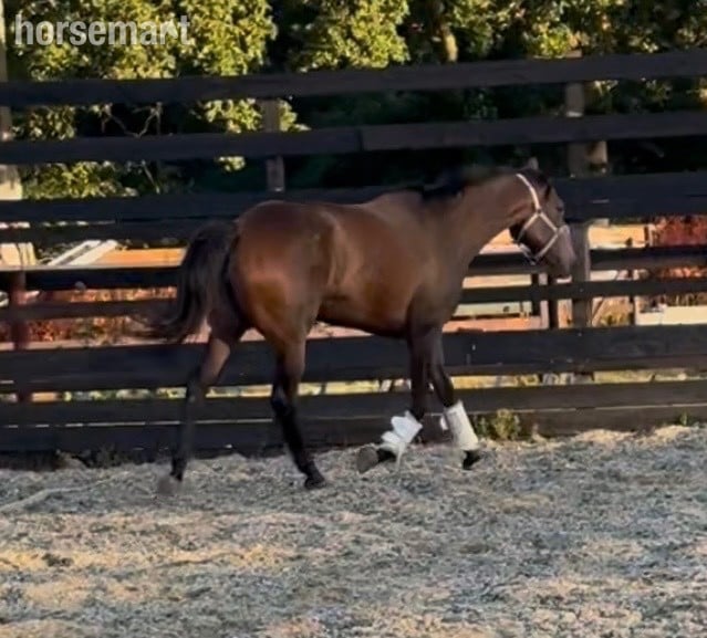 "Matilda " Bay Mare Ex Racehorse - Horses