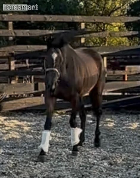 "Matilda " Bay Mare Ex Racehorse - Horses in Newbury