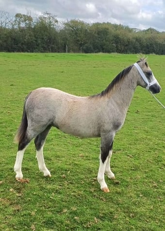 "Galchog Arthur" Grey Colt Youngstock / Foal