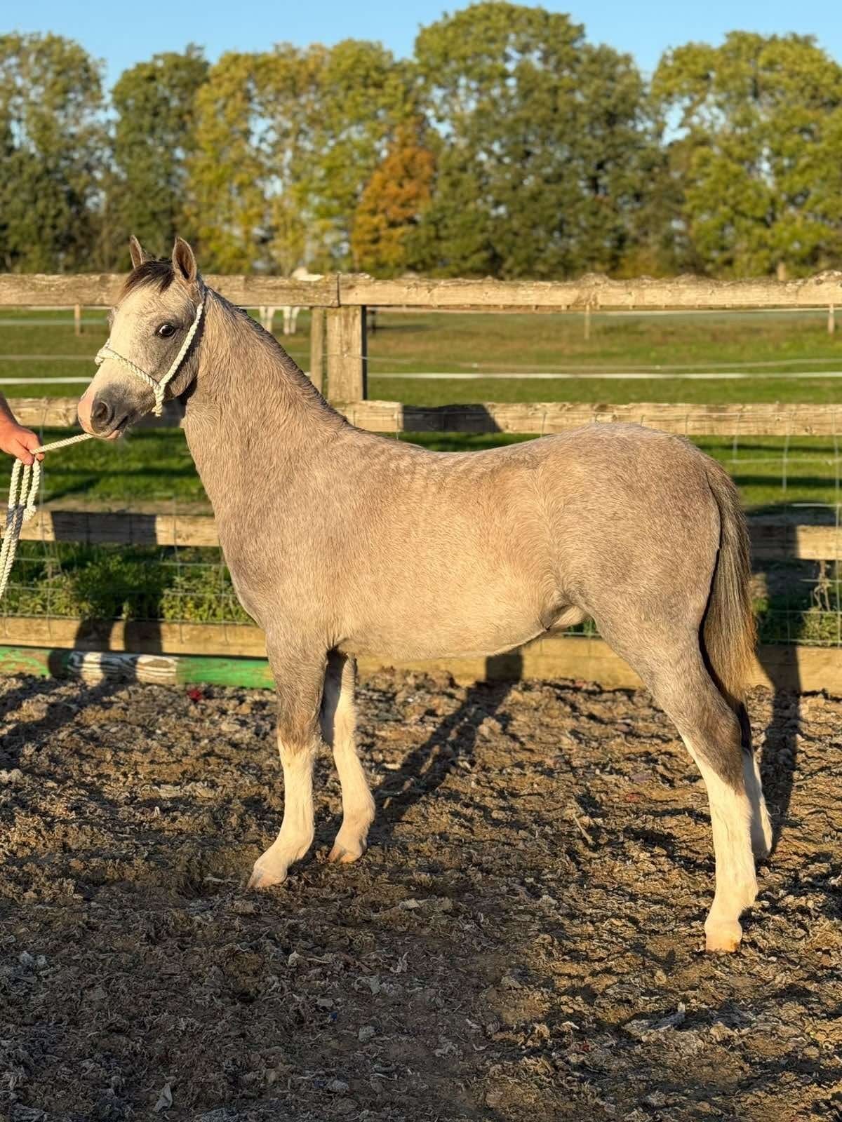 "Galchog Arthur" Grey Colt Youngstock / Foal