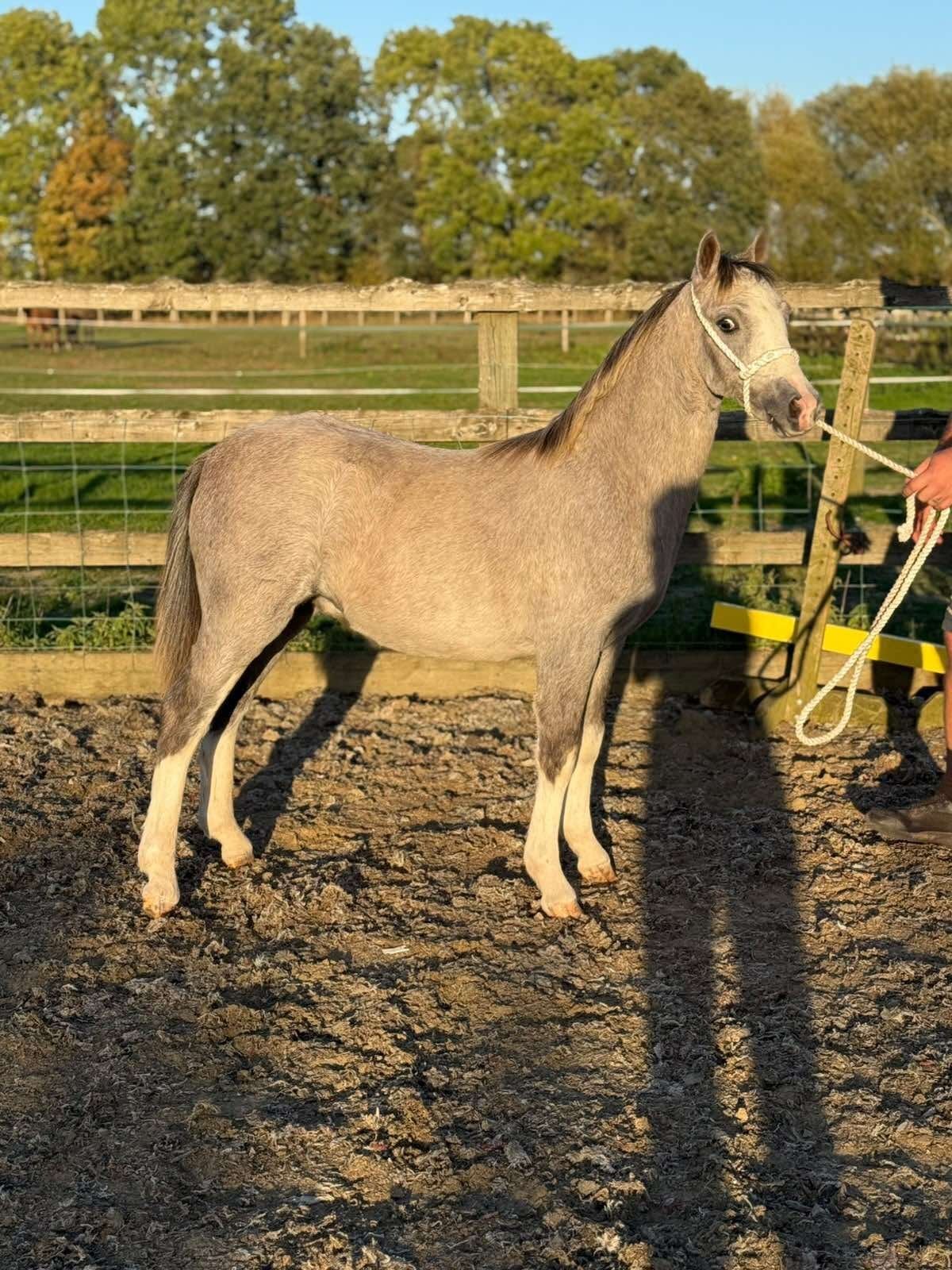 York "Galchog Arthur" Grey Colt Youngstock / Foal