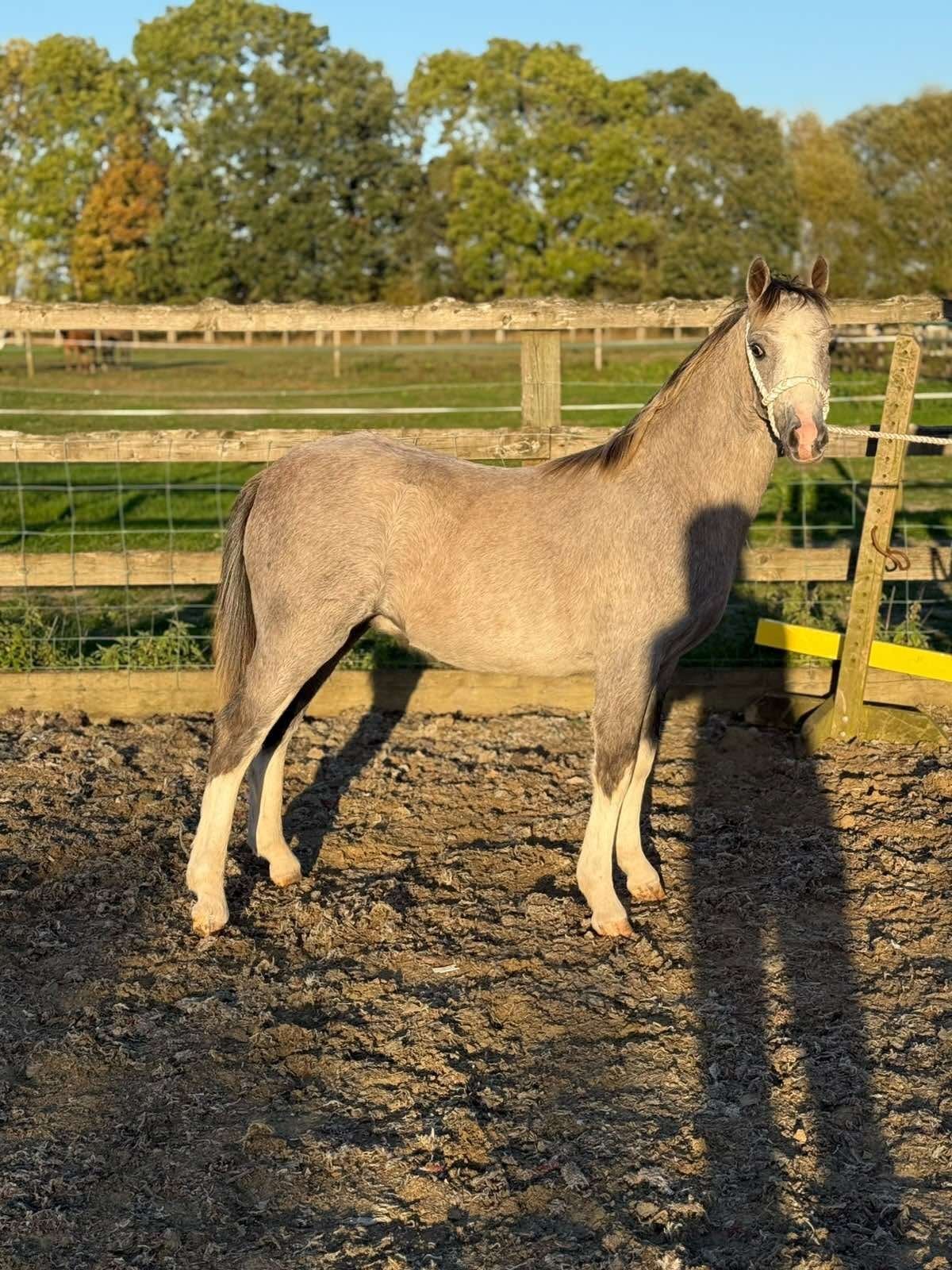 "Galchog Arthur" Grey Colt Youngstock / Foal - Horses in York