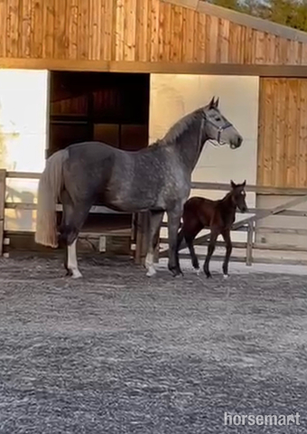 "Molly" Grey Mare Broodmare