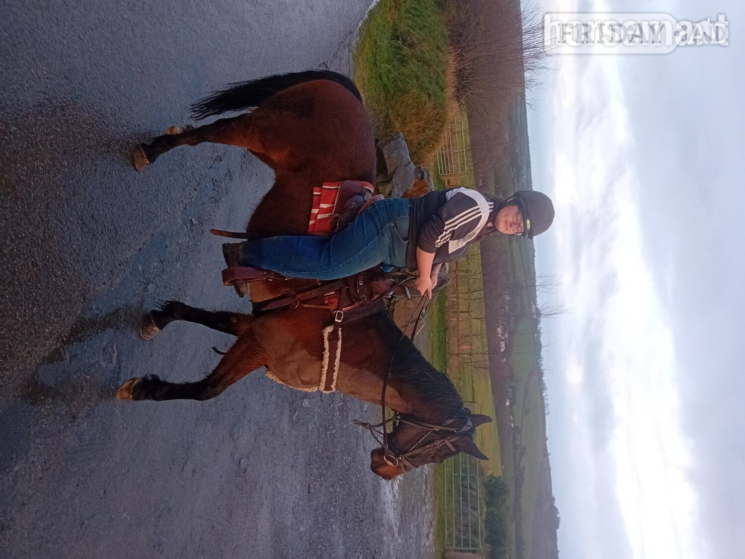 "Jack" Bay Gelding Project Horse - Horses