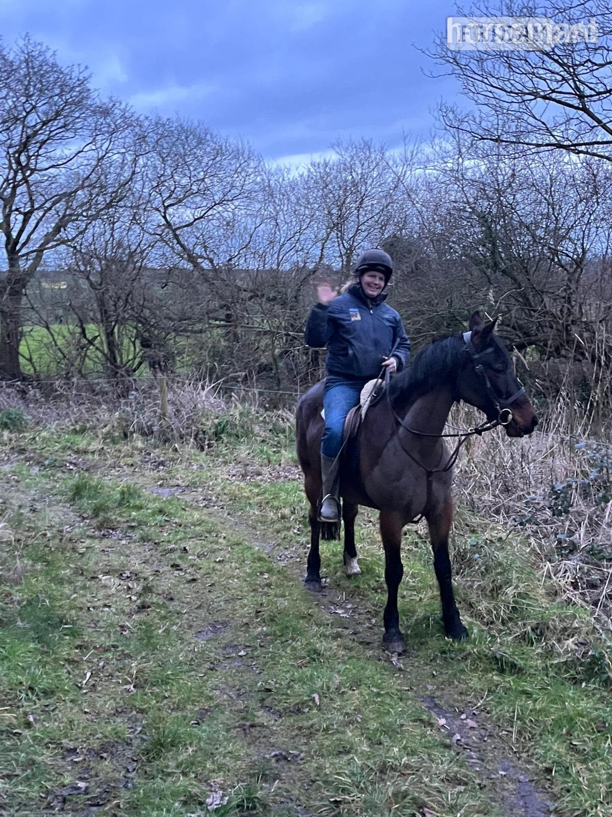 "Jack" Bay Gelding Project Horse - Horses in Cardigan