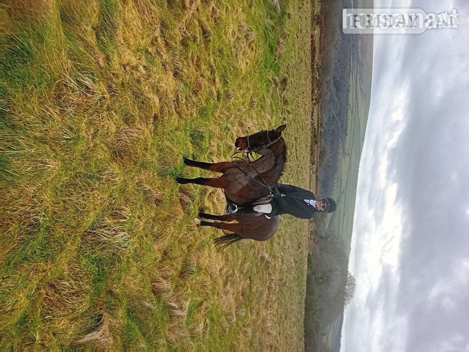 Cardigan "Jack" Bay Gelding Project Horse