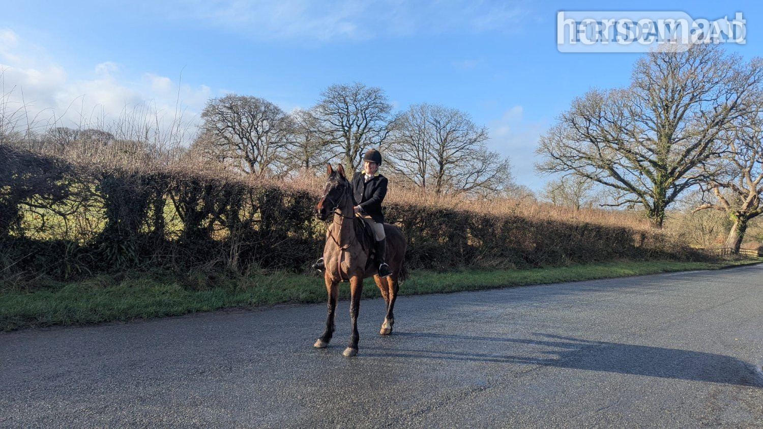"Jack" Bay Gelding Project Horse in Cardigan
