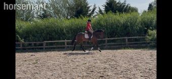 "Sid"  Gelding Ex Racehorse
