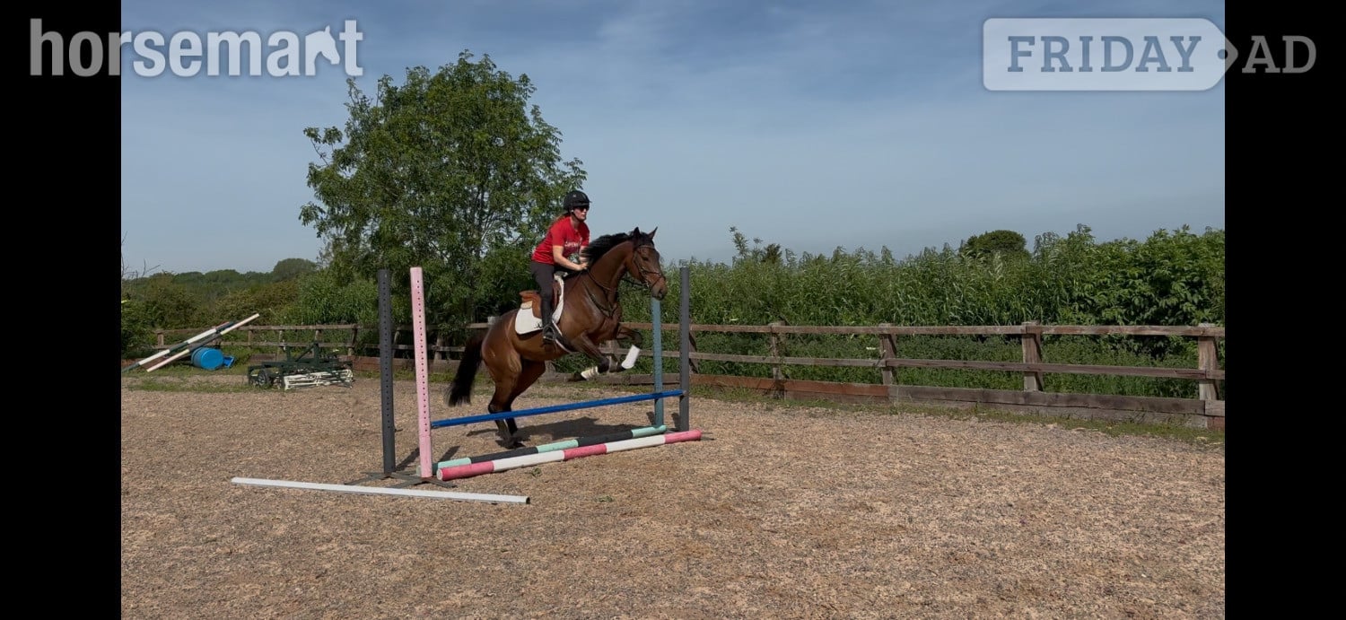Chippenham "Sid"  Gelding Ex Racehorse