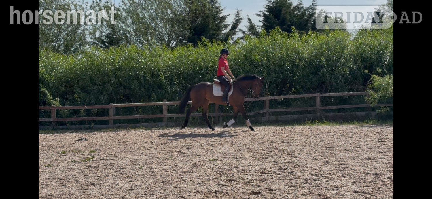 "Sid"  Gelding Ex Racehorse in Chippenham