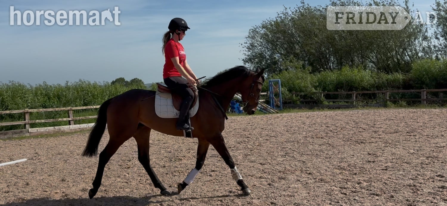 "Sid"  Gelding Ex Racehorse