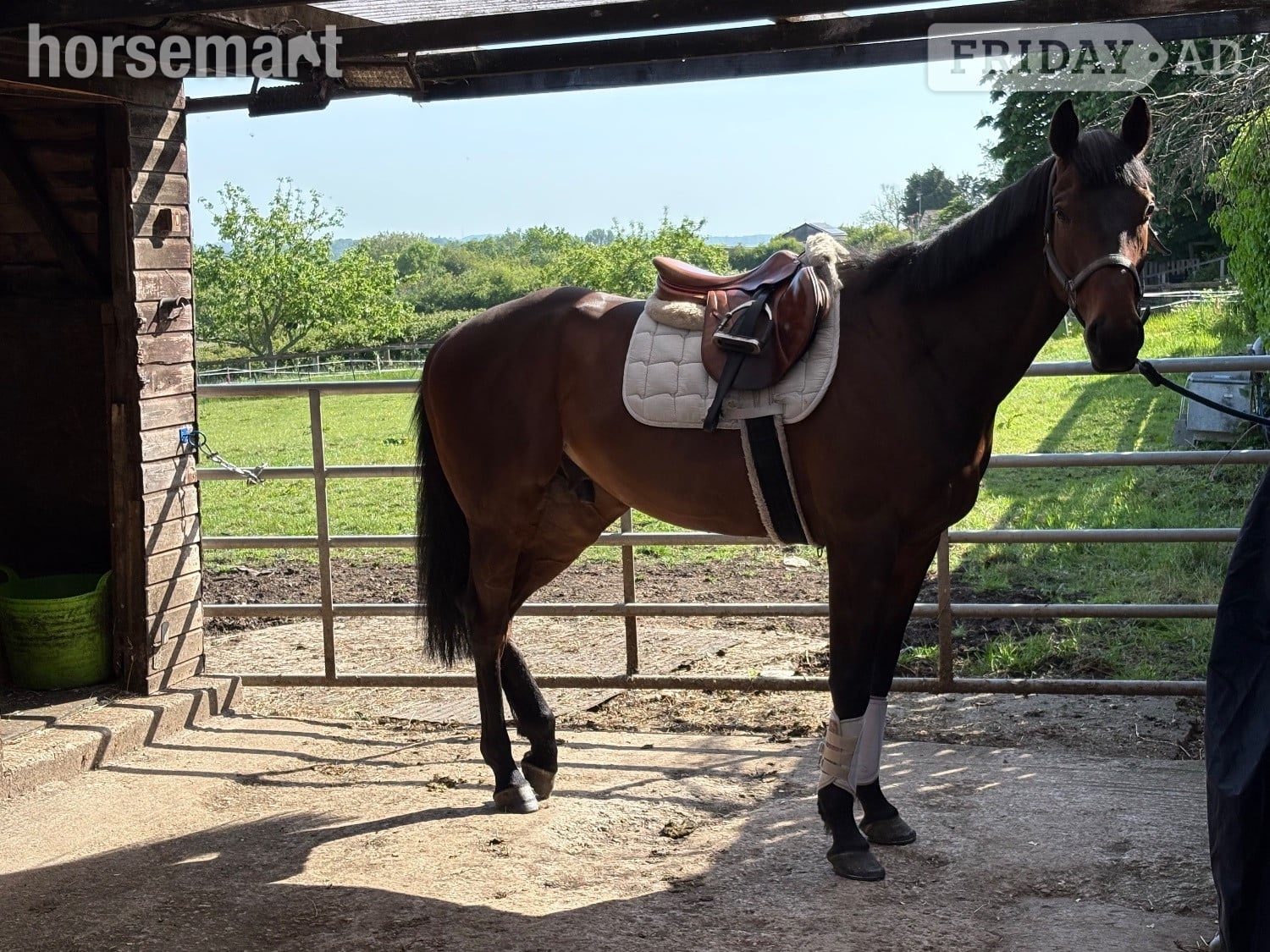 "Sid"  Gelding Ex Racehorse - Horses in Chippenham