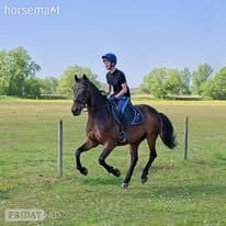 "Nancy" Bay Mare Show Jumper