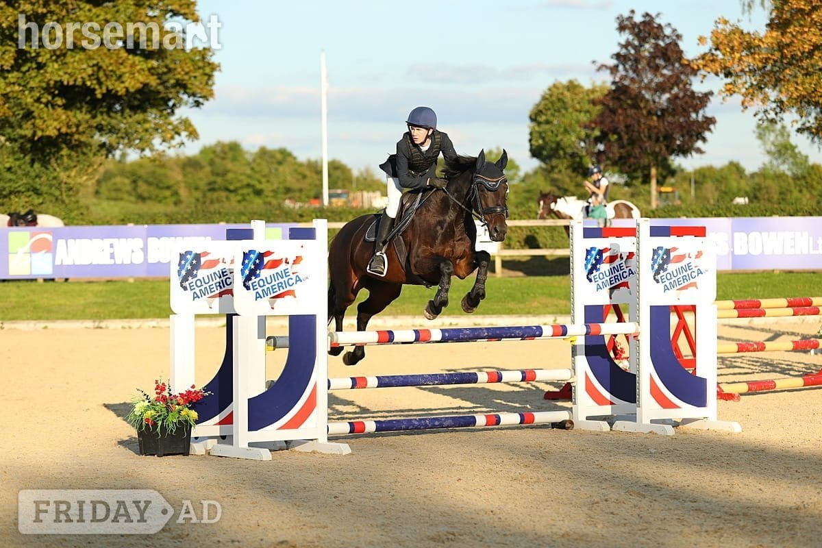 Woodbridge "Nancy" Bay Mare Show Jumper
