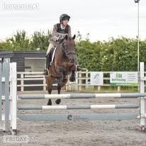 "Nancy" Bay Mare Show Jumper -  in Woodbridge