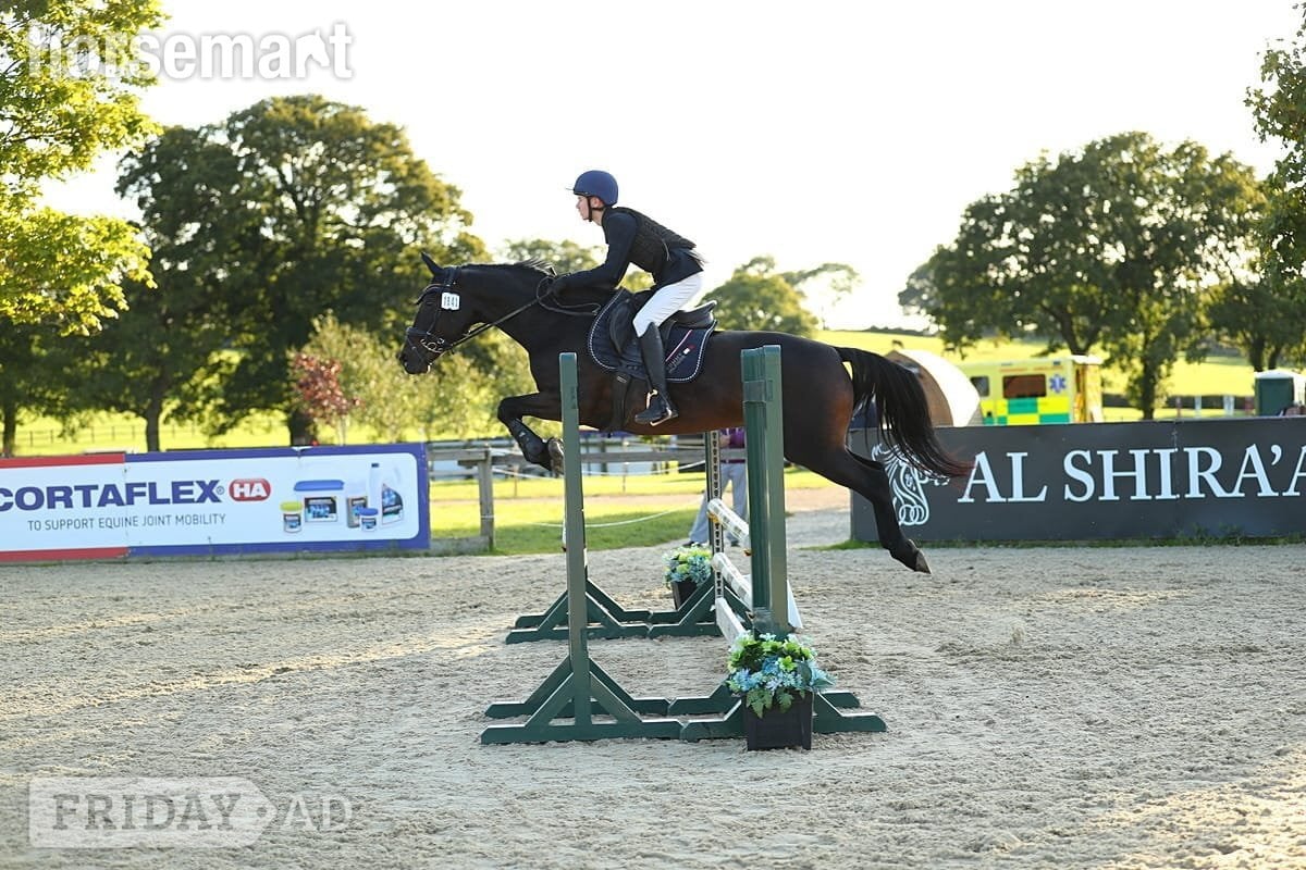"Nancy" Bay Mare Show Jumper - 