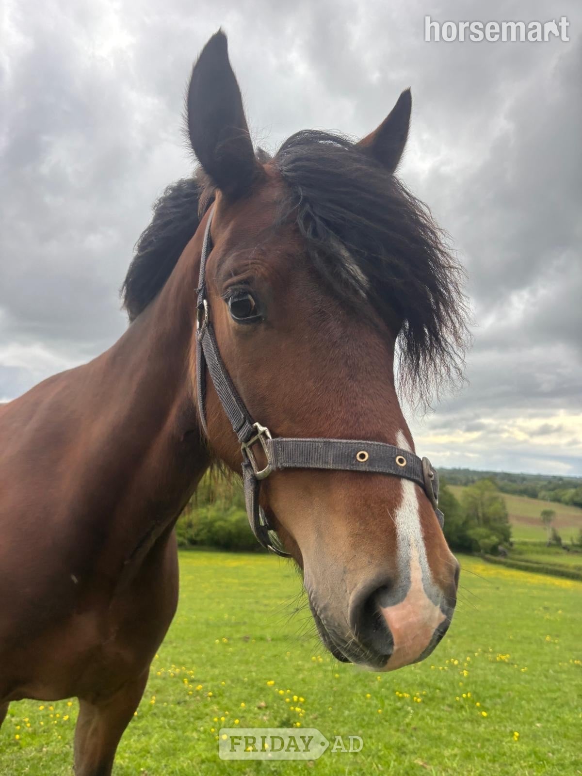 "Hucklow William " Bay Gelding Youngstock / Foal - Horses