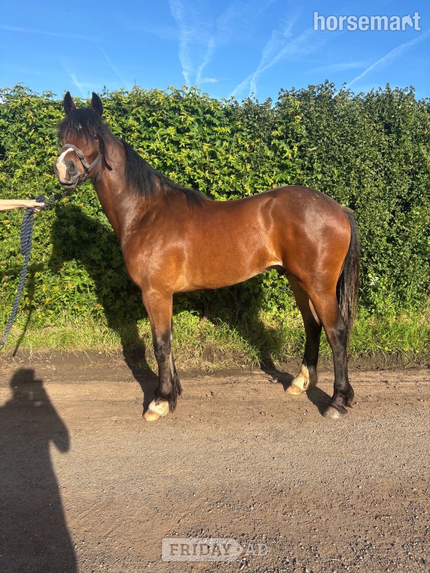 "Hucklow William " Bay Gelding Youngstock / Foal in Worcester