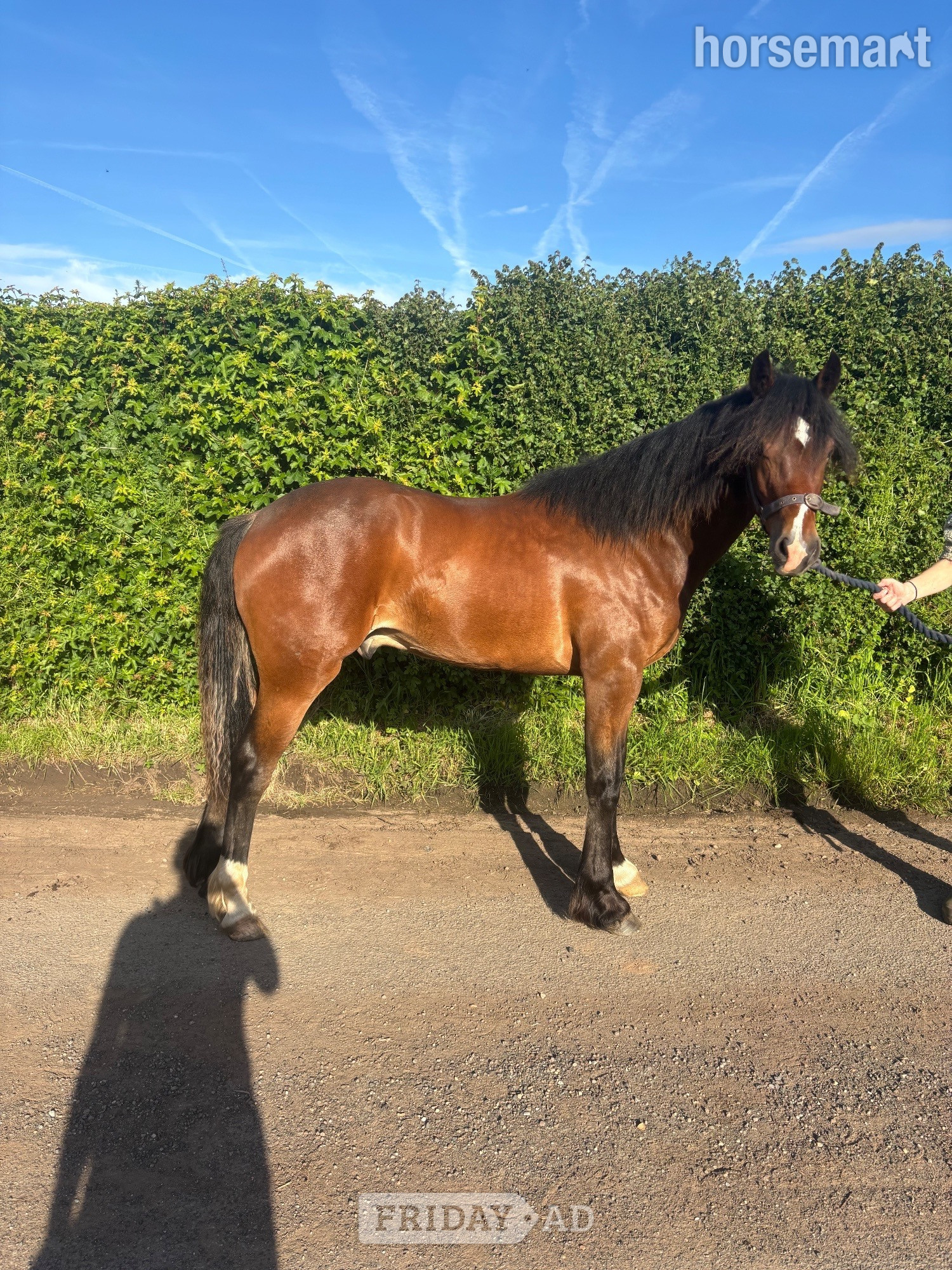 "Hucklow William " Bay Gelding Youngstock / Foal