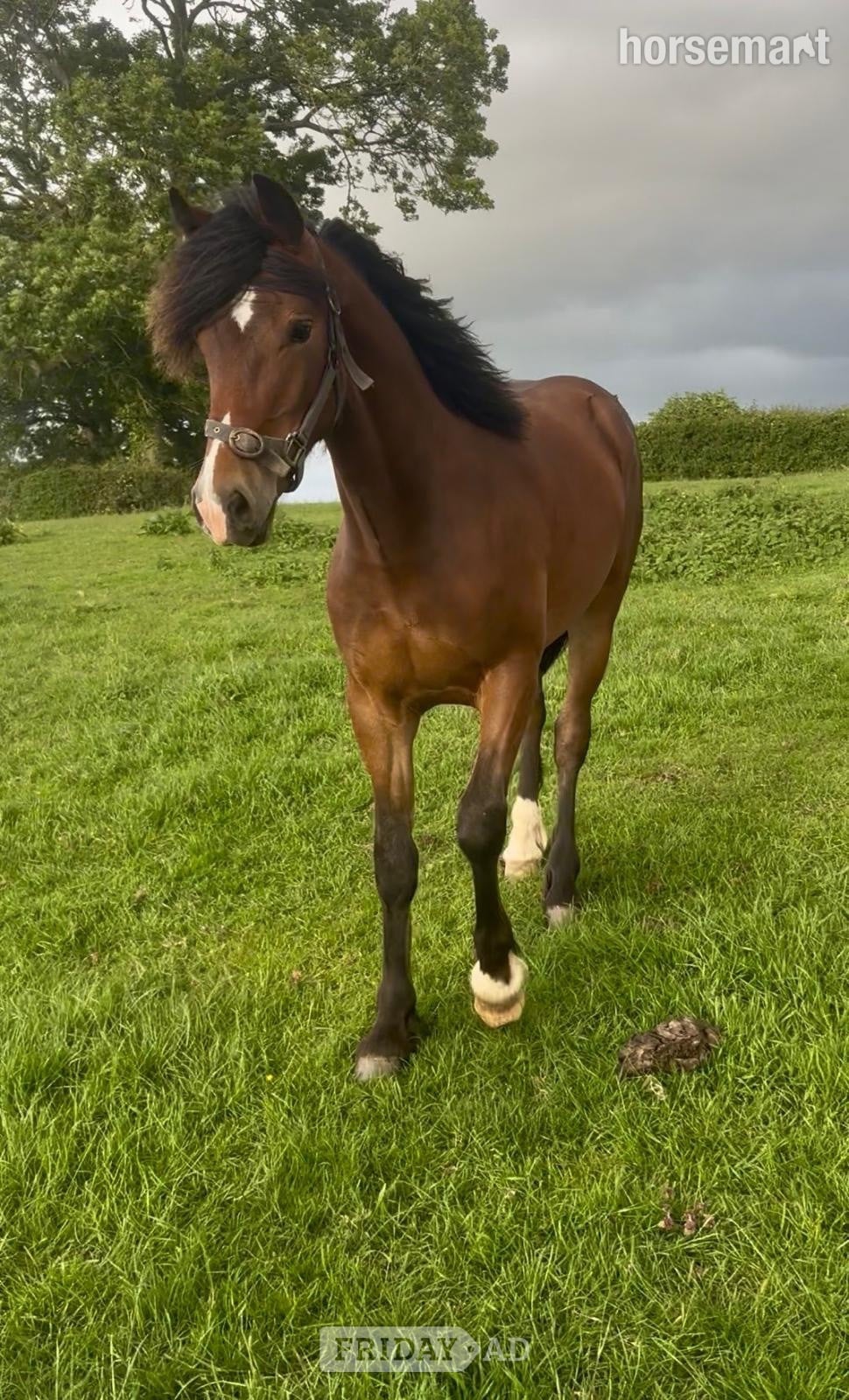 Worcester "Hucklow William " Bay Gelding Youngstock / Foal