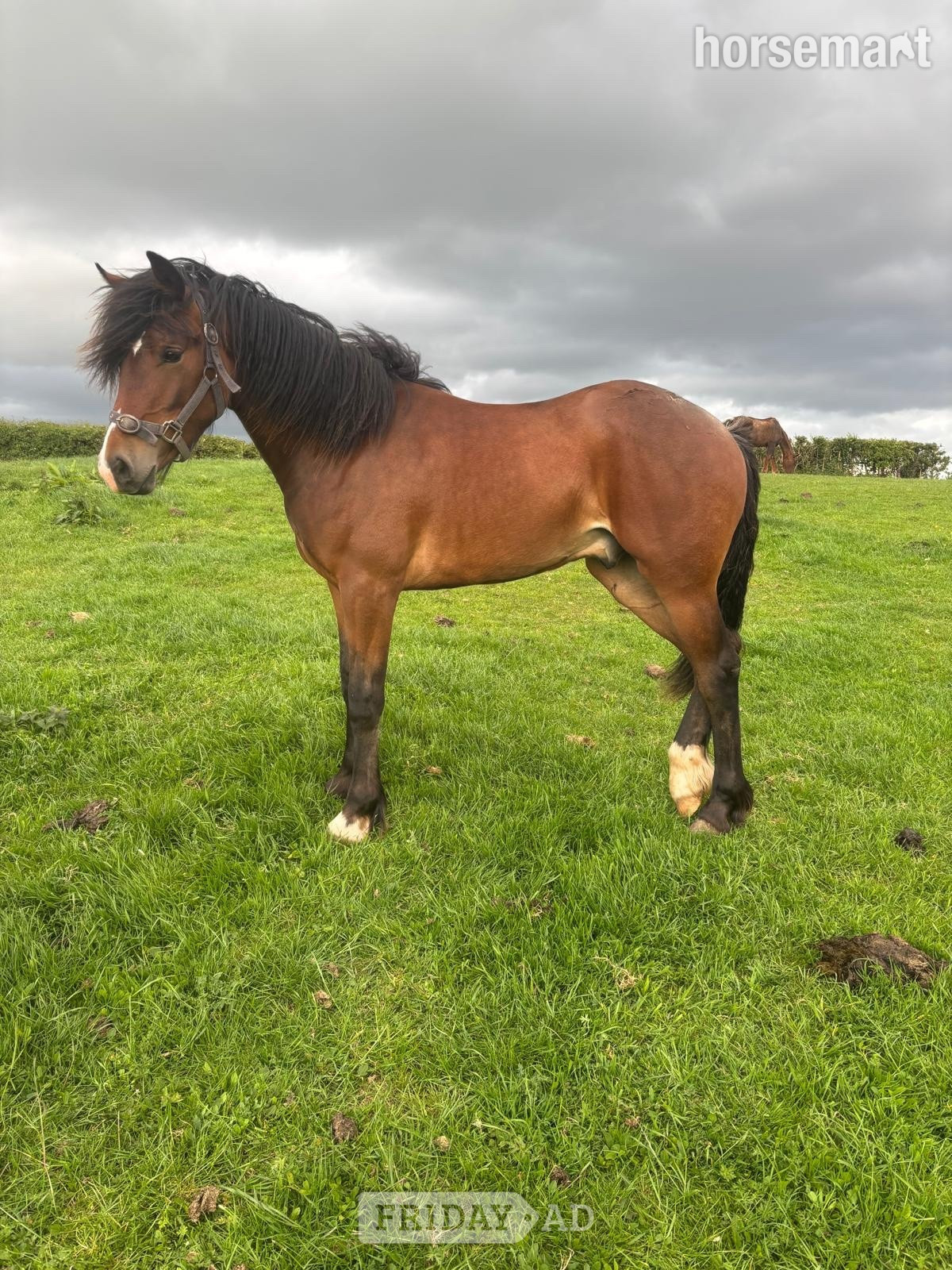 "Hucklow William " Bay Gelding Youngstock / Foal - Horses in Worcester