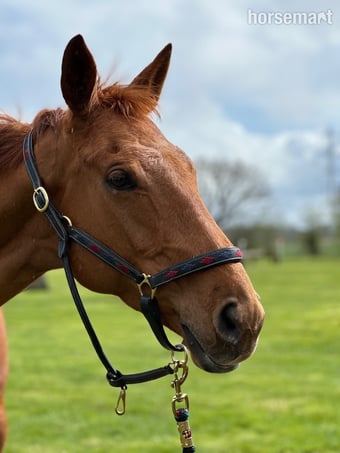 "Harry" Chestnut Gelding All Rounder
