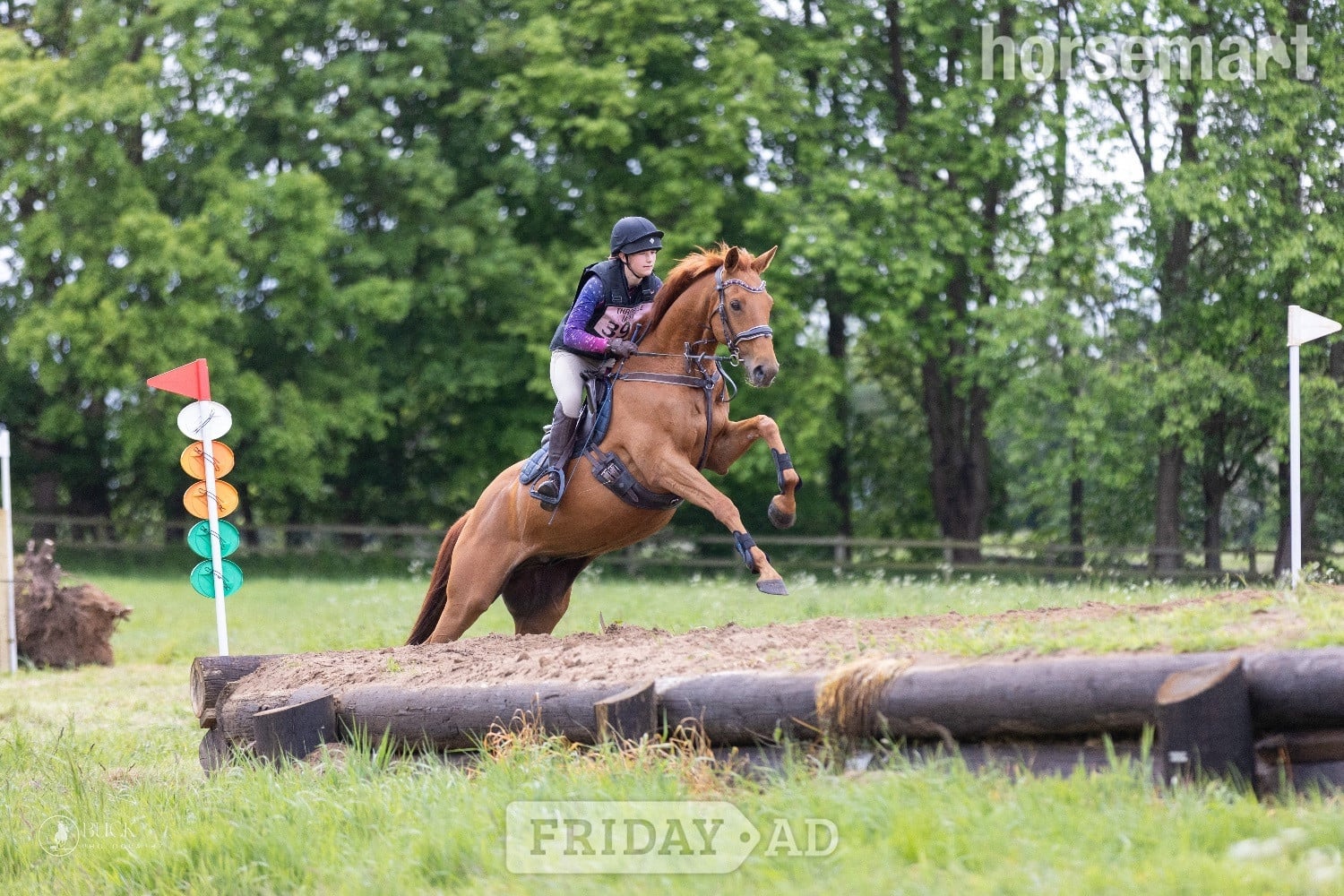 "Harry" Chestnut Gelding All Rounder