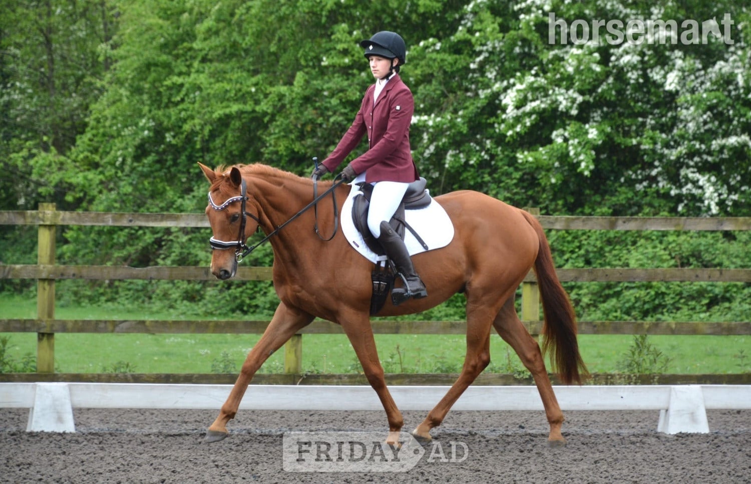 Wakefield "Harry" Chestnut Gelding All Rounder