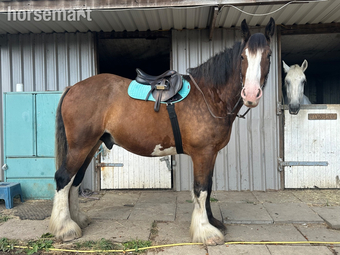 "Bear" Bay Gelding Cob/Heavy Horse