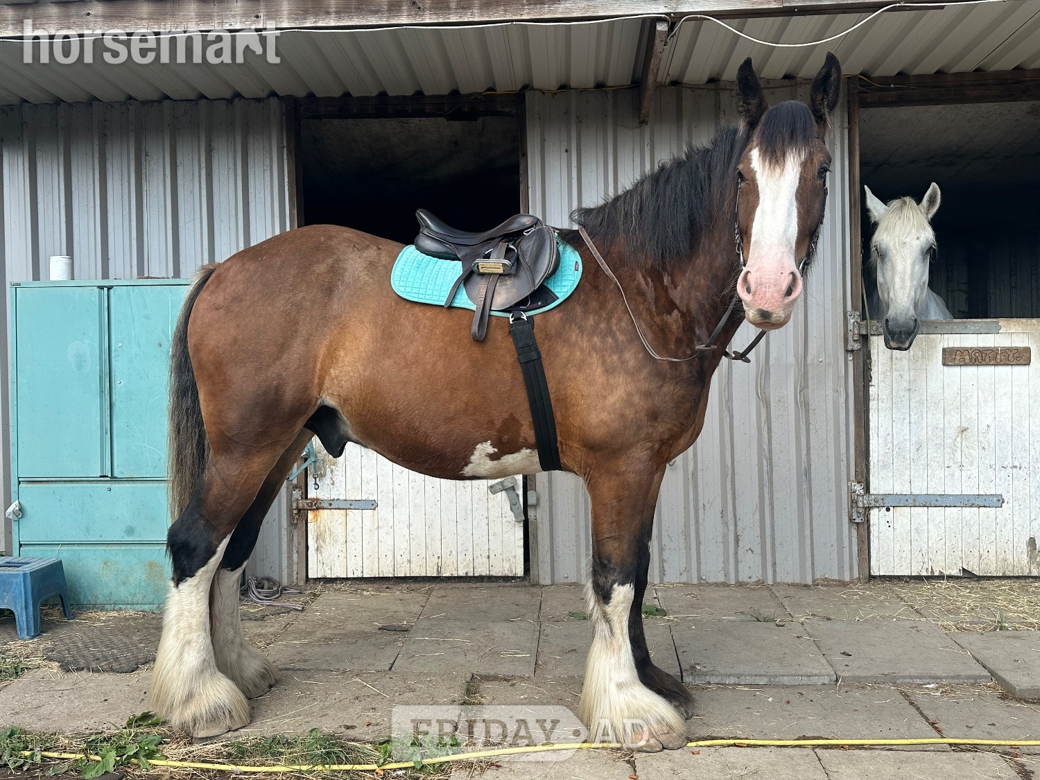 "Bear" Bay Gelding Cob/Heavy Horse in Chesterfield