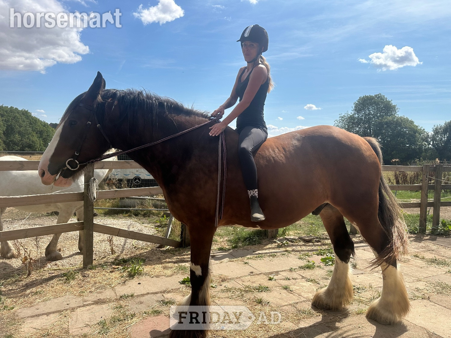 "Bear" Bay Gelding Cob/Heavy Horse