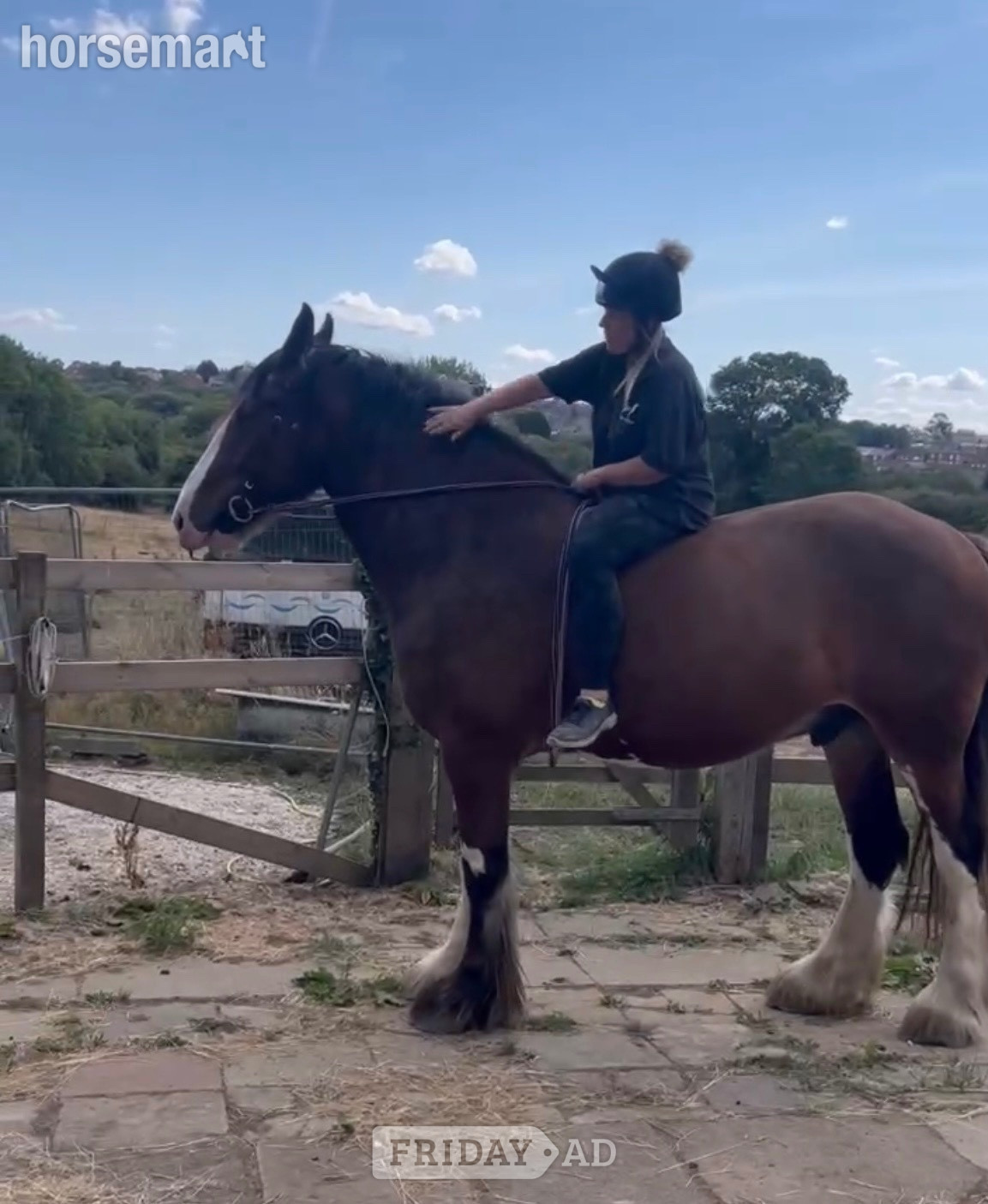 Chesterfield "Bear" Bay Gelding Cob/Heavy Horse