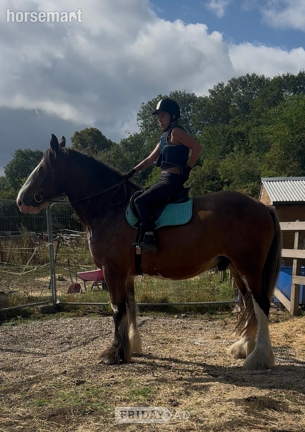 "Bear" Bay Gelding Cob/Heavy Horse - Horses in Chesterfield