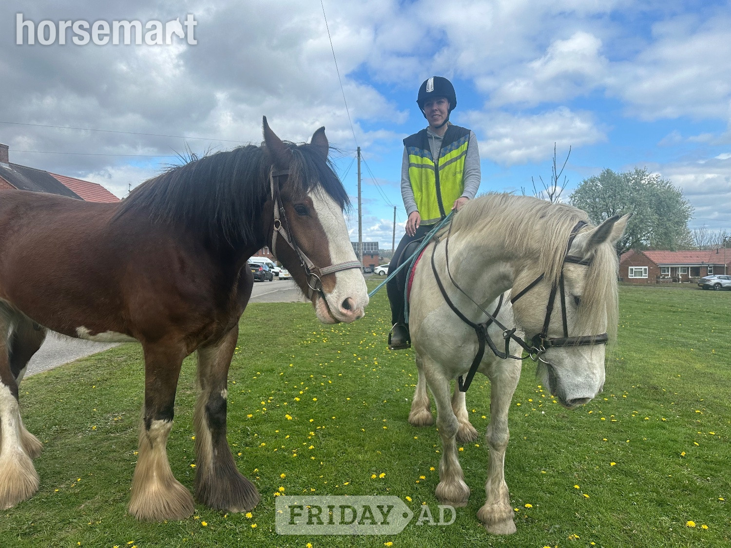 "Bear" Bay Gelding Cob/Heavy Horse - Horses