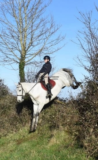 "Glasson paddy" Grey Gelding Riding Club Horse