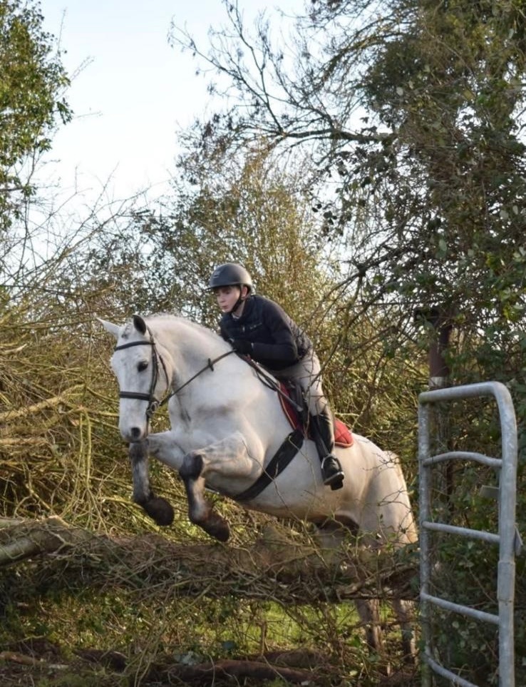 Collooney "Glasson paddy" Grey Gelding Riding Club Horse