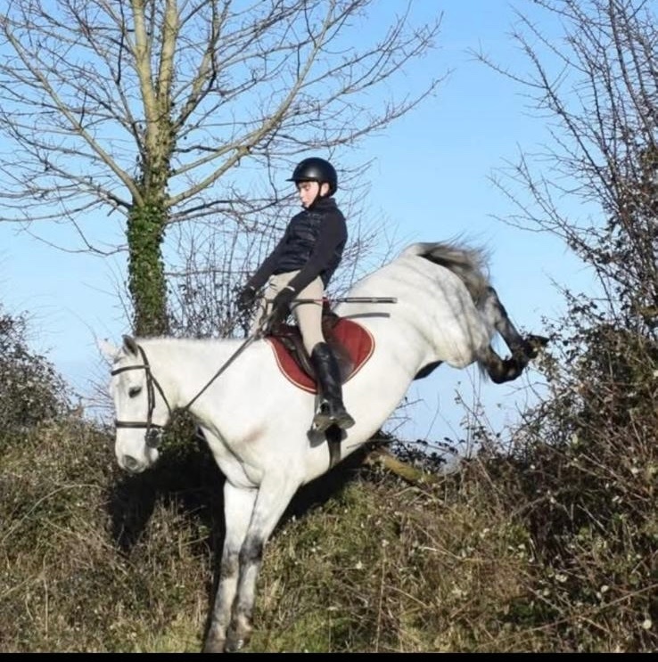 "Glasson paddy" Grey Gelding Riding Club Horse - Horses in Collooney