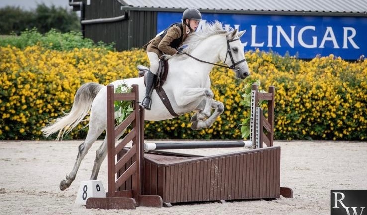 "Glasson paddy" Grey Gelding Riding Club Horse - Horses