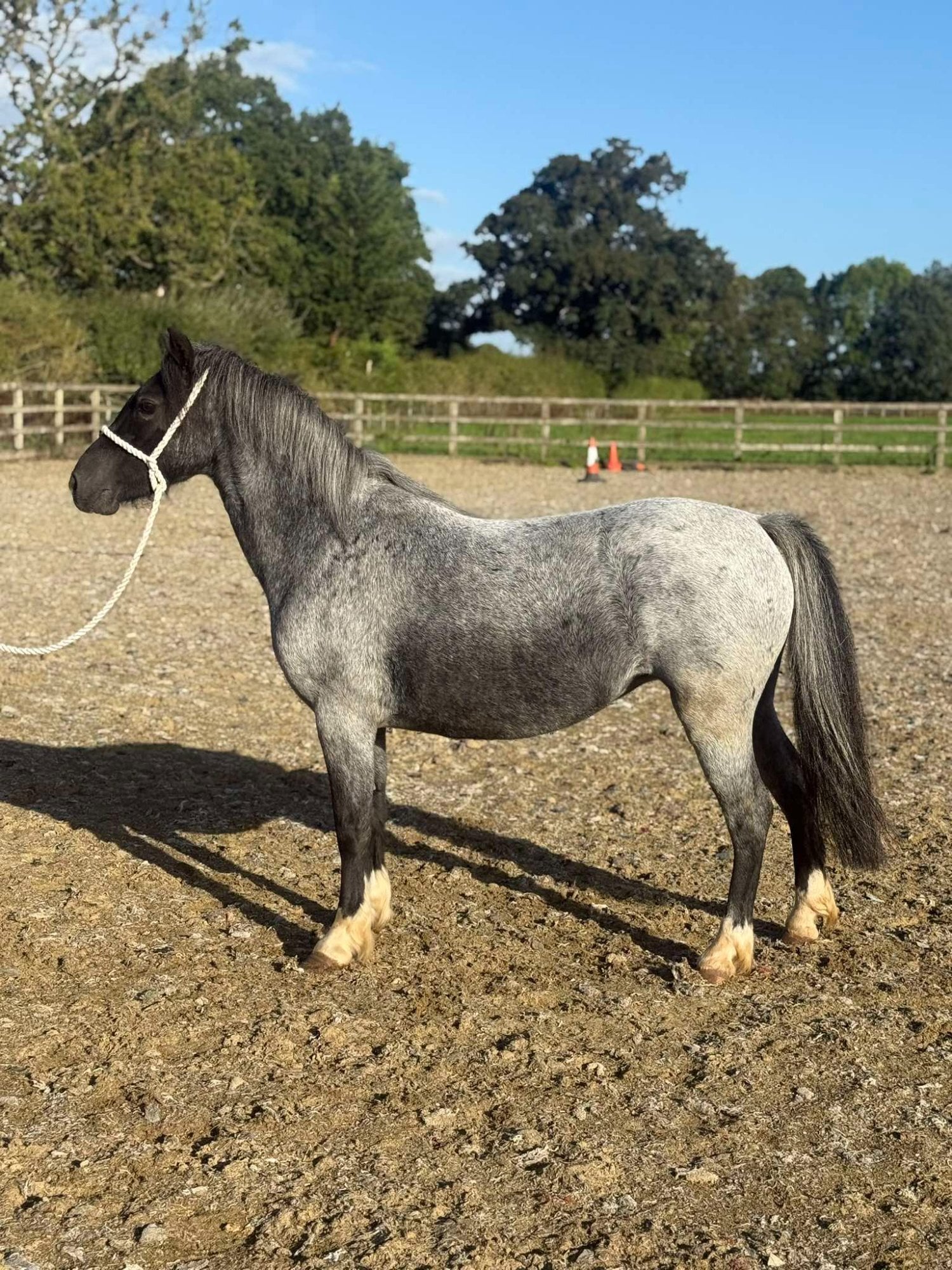 "Luna" Bay Roan Mare Project Horse