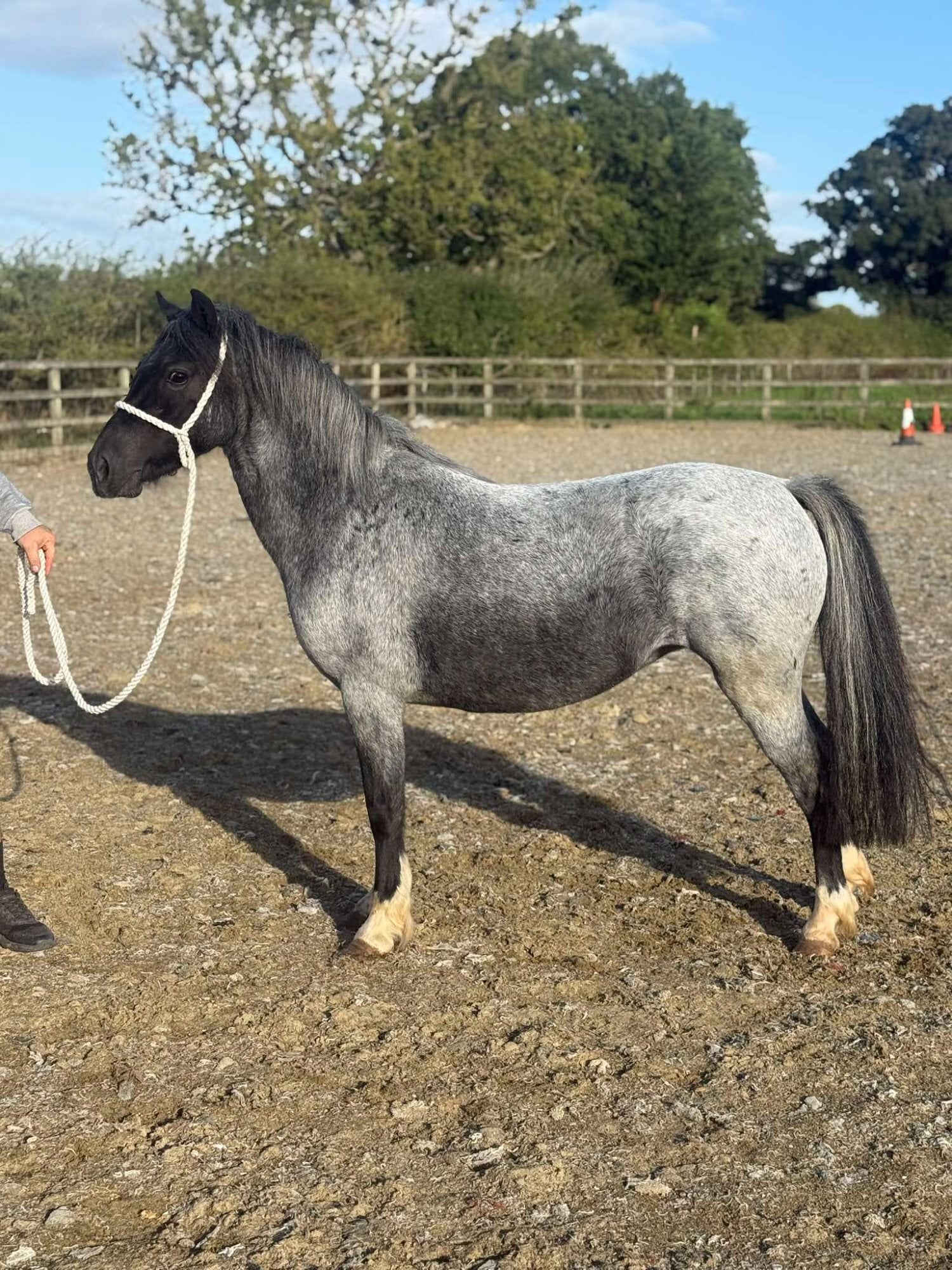 York "Luna" Bay Roan Mare Project Horse
