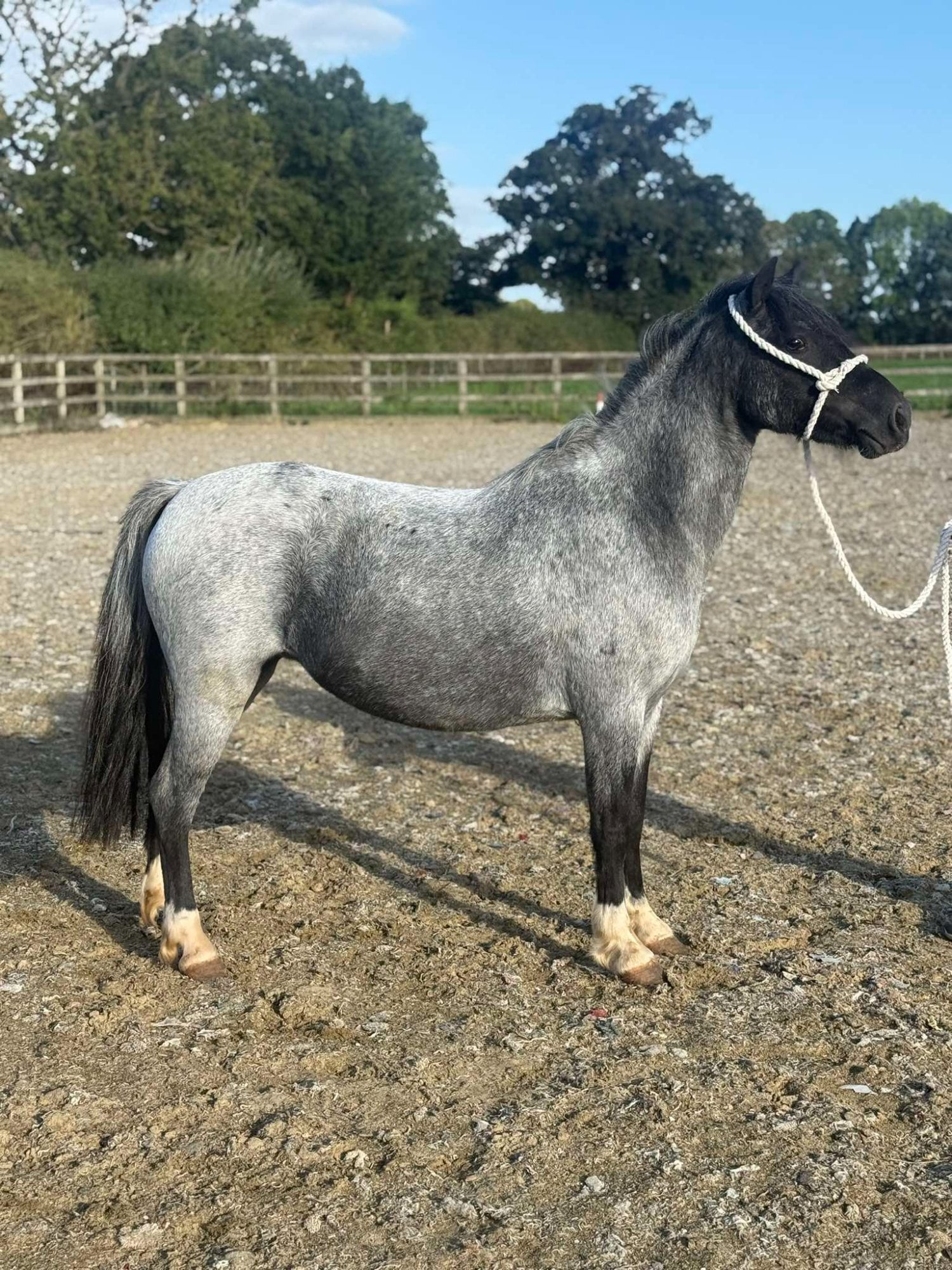 "Luna" Bay Roan Mare Project Horse - Horses in York