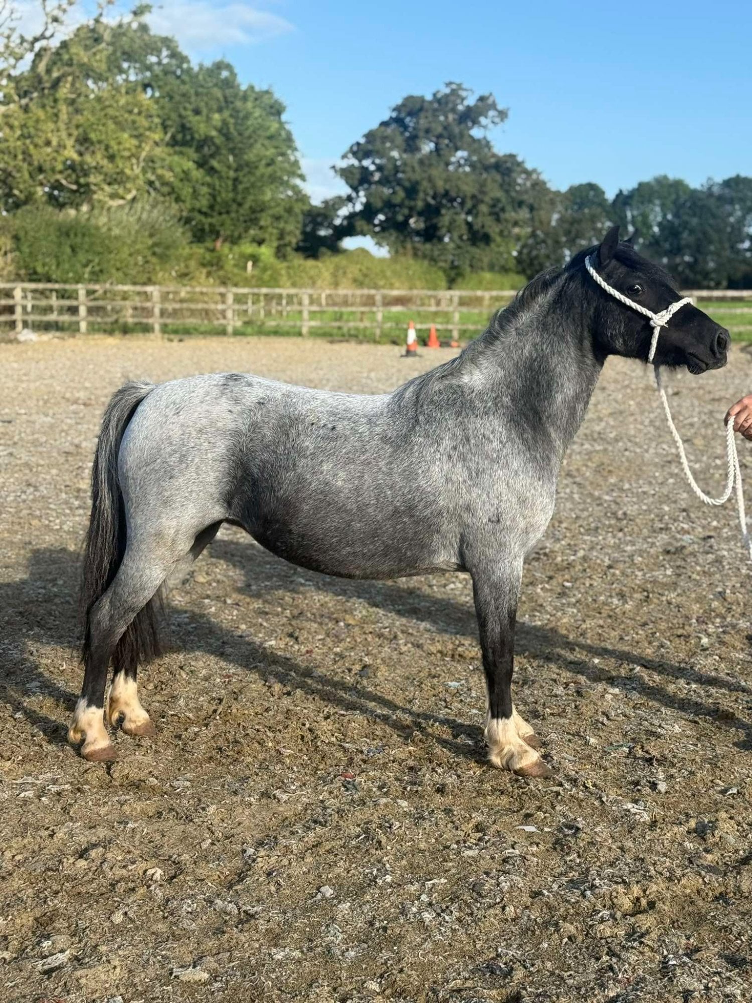 "Luna" Bay Roan Mare Project Horse - Horses