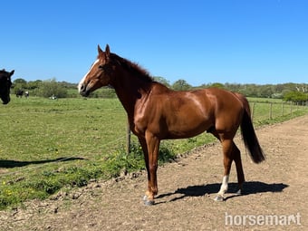 "Crystal Moon" Chestnut Gelding Ex Racehorse