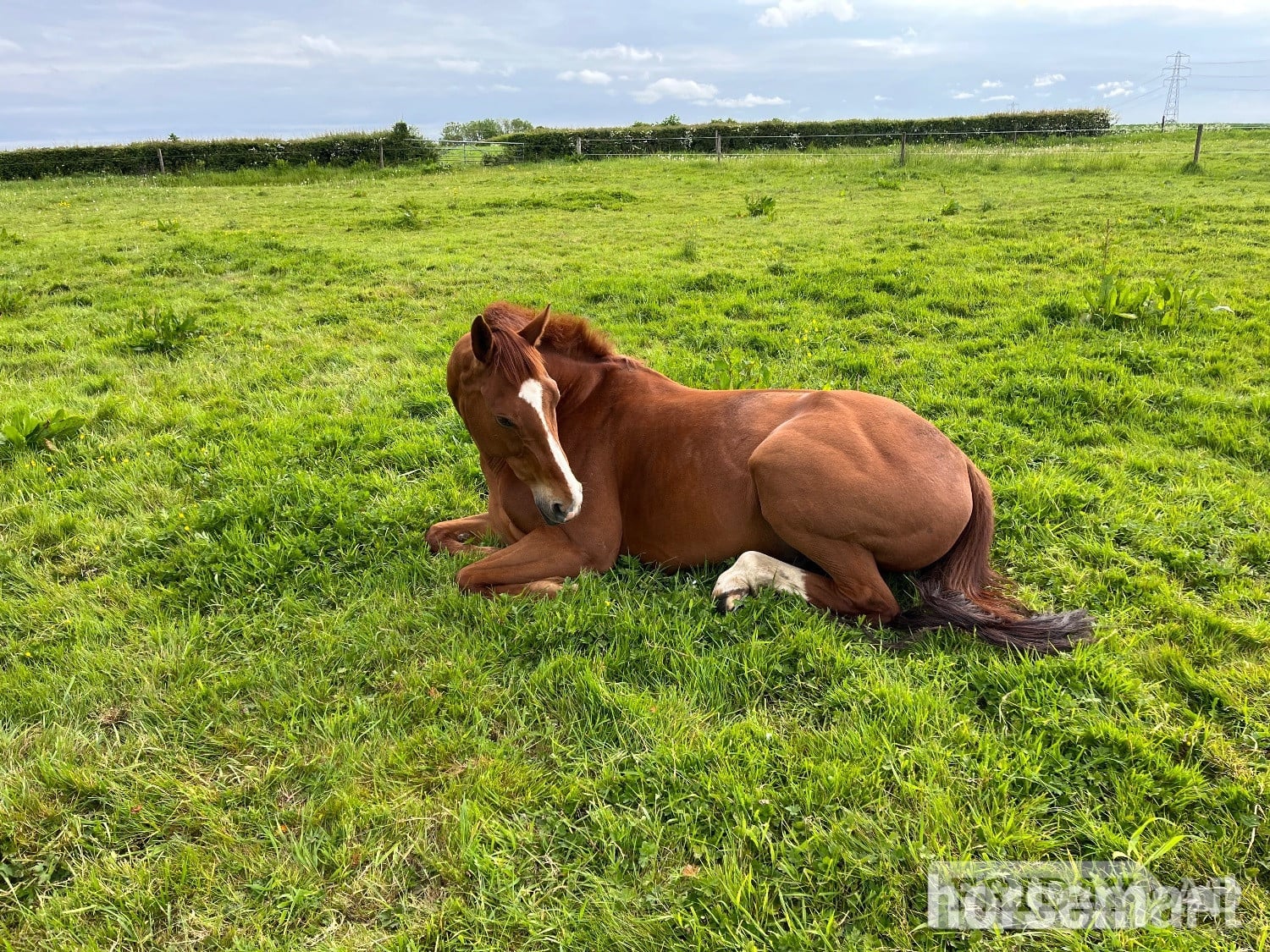 "Crystal Moon" Chestnut Gelding Ex Racehorse