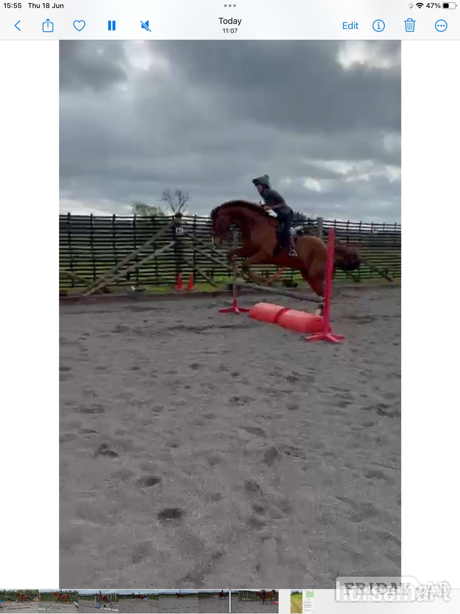 Gloucester "Crystal Moon" Chestnut Gelding Ex Racehorse