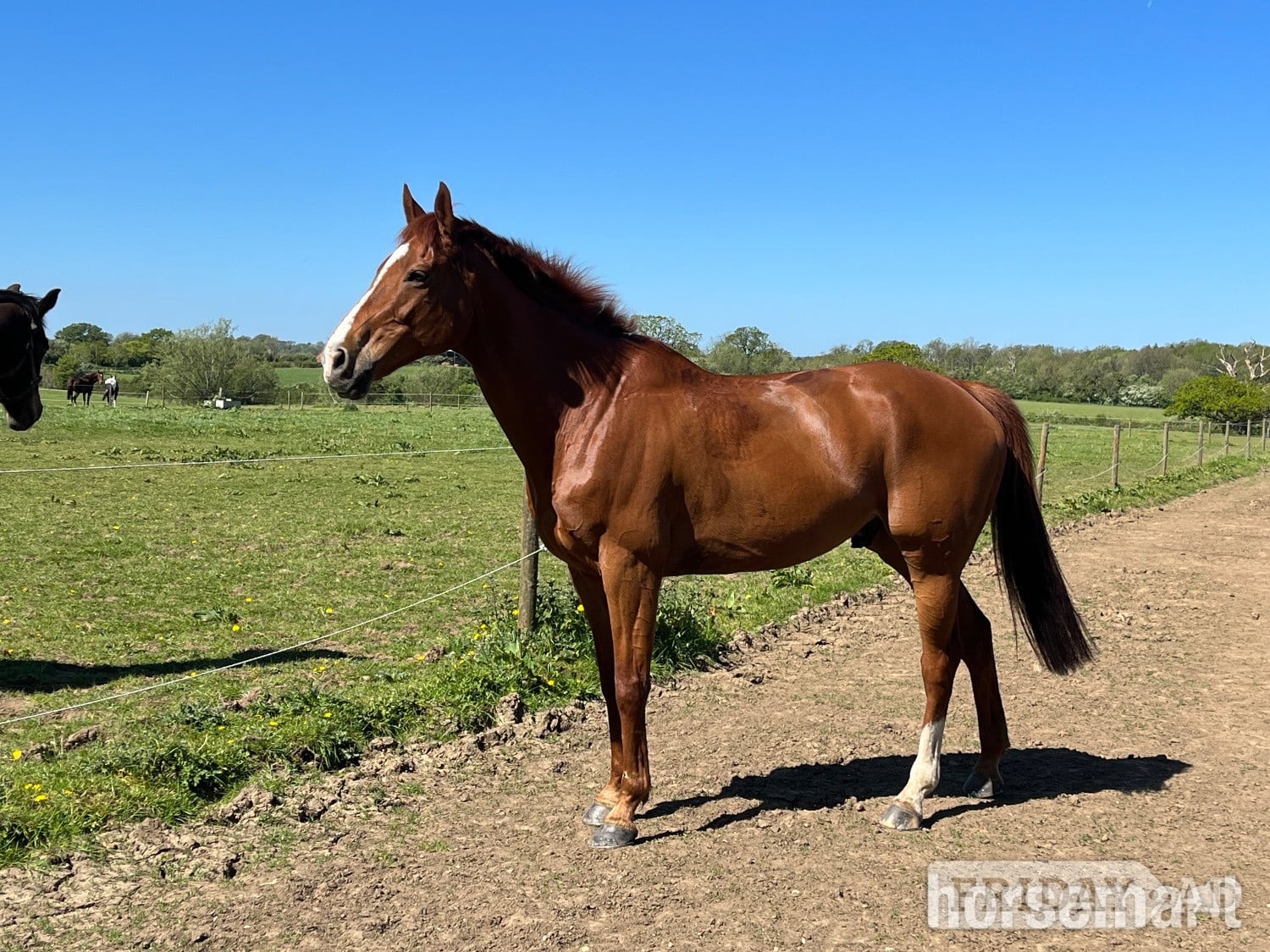 "Crystal Moon" Chestnut Gelding Ex Racehorse in Gloucester