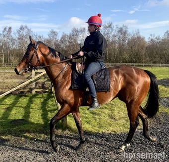 "Smartanck" Bay Gelding Ex Racehorse