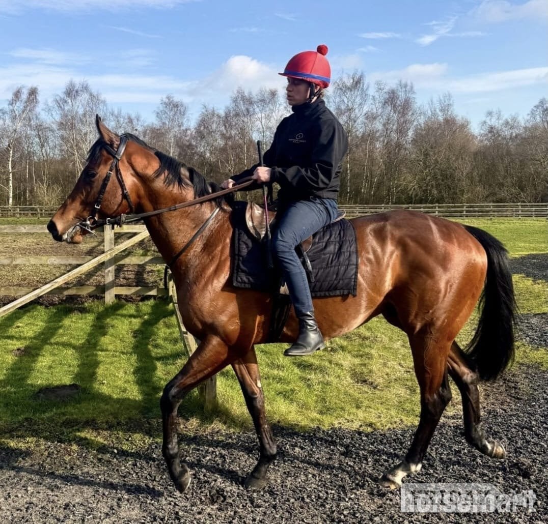 "Smartanck" Bay Gelding Ex Racehorse in Warthill