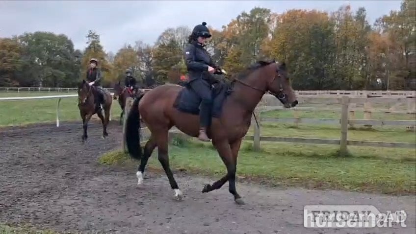 "Smartanck" Bay Gelding Ex Racehorse