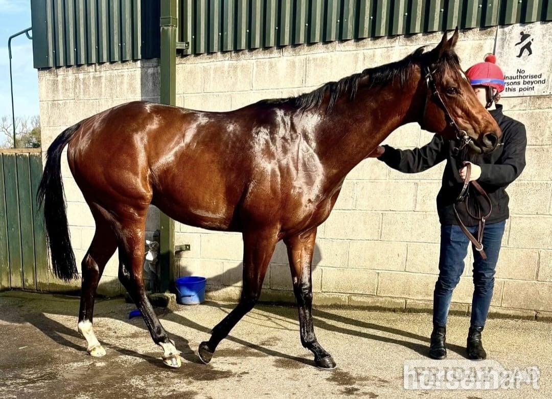 Warthill "Smartanck" Bay Gelding Ex Racehorse